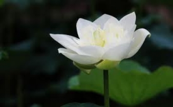 Hạt Châu quý giá
